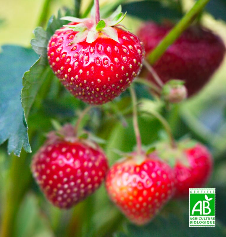 Vittel-Fruits-Bio-fraises