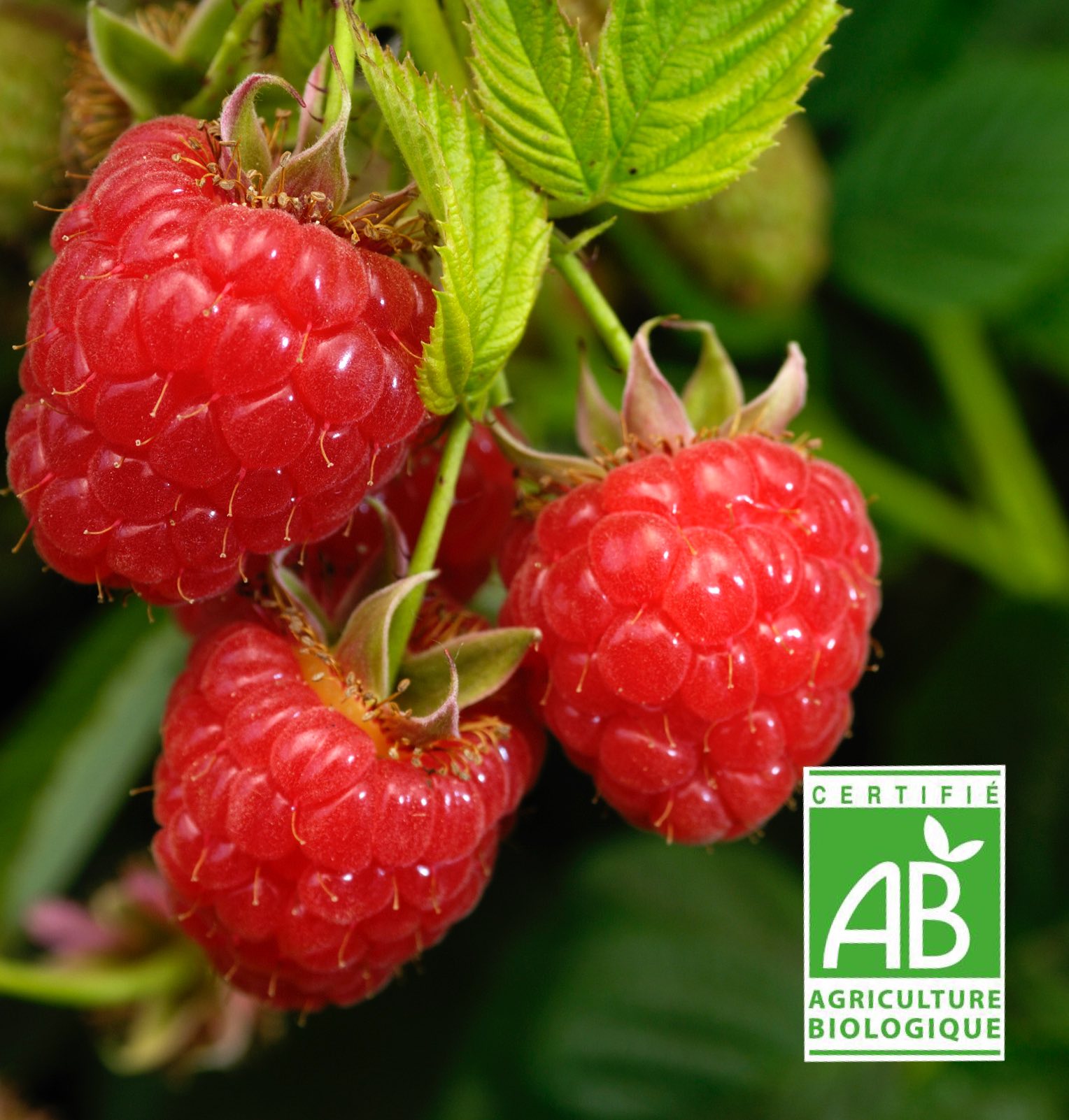 Vittel-Fruits-Bio-framboises