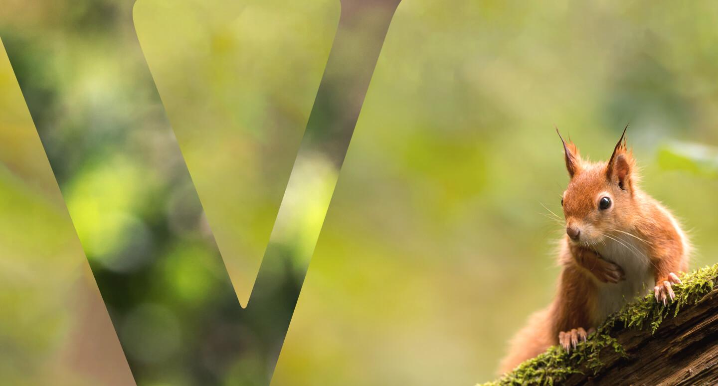 Vittel ashoka header