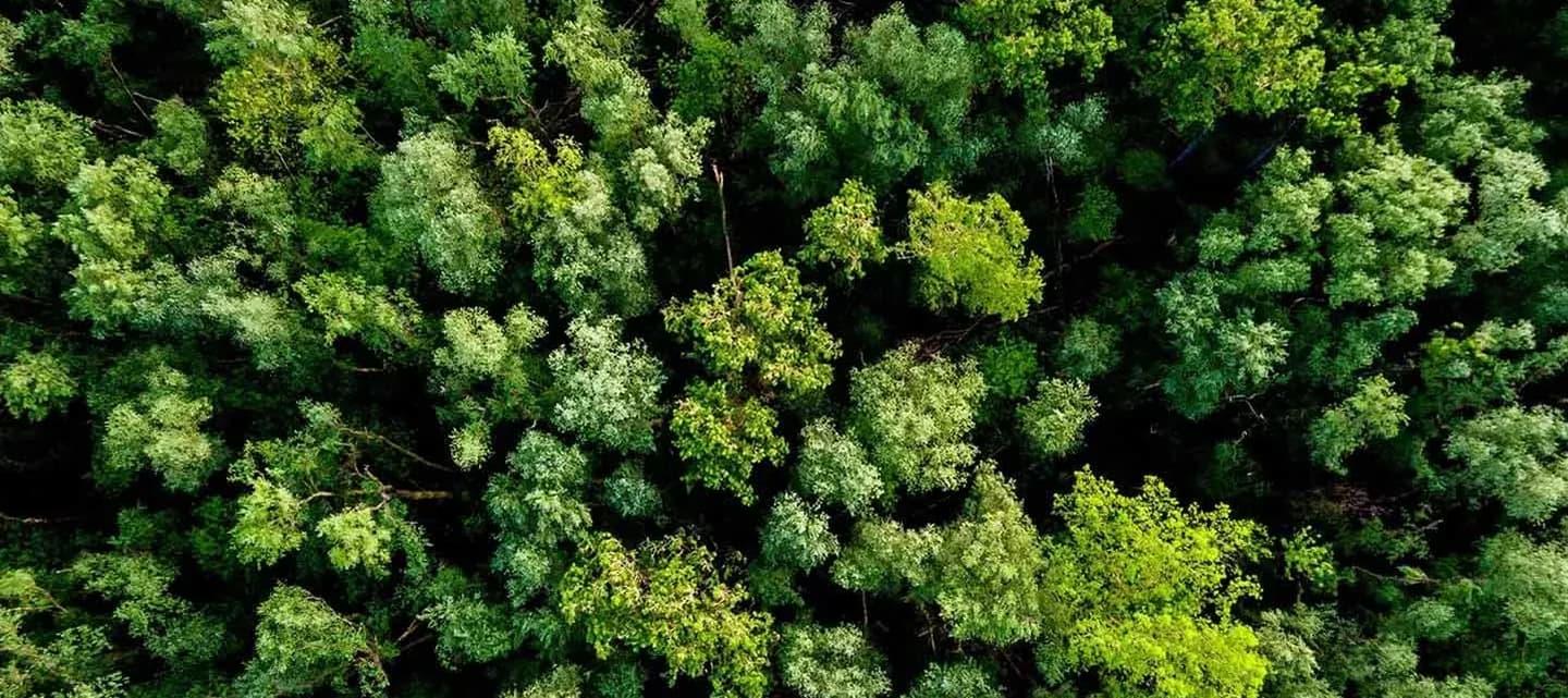 Vue aérienne d'un dense et vibrant couvert forestier vert, mettant en valeur une variété d'arbres dans différentes nuances de vert.