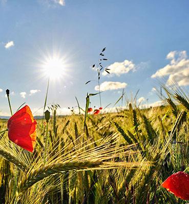Champ de blé et coquelicots