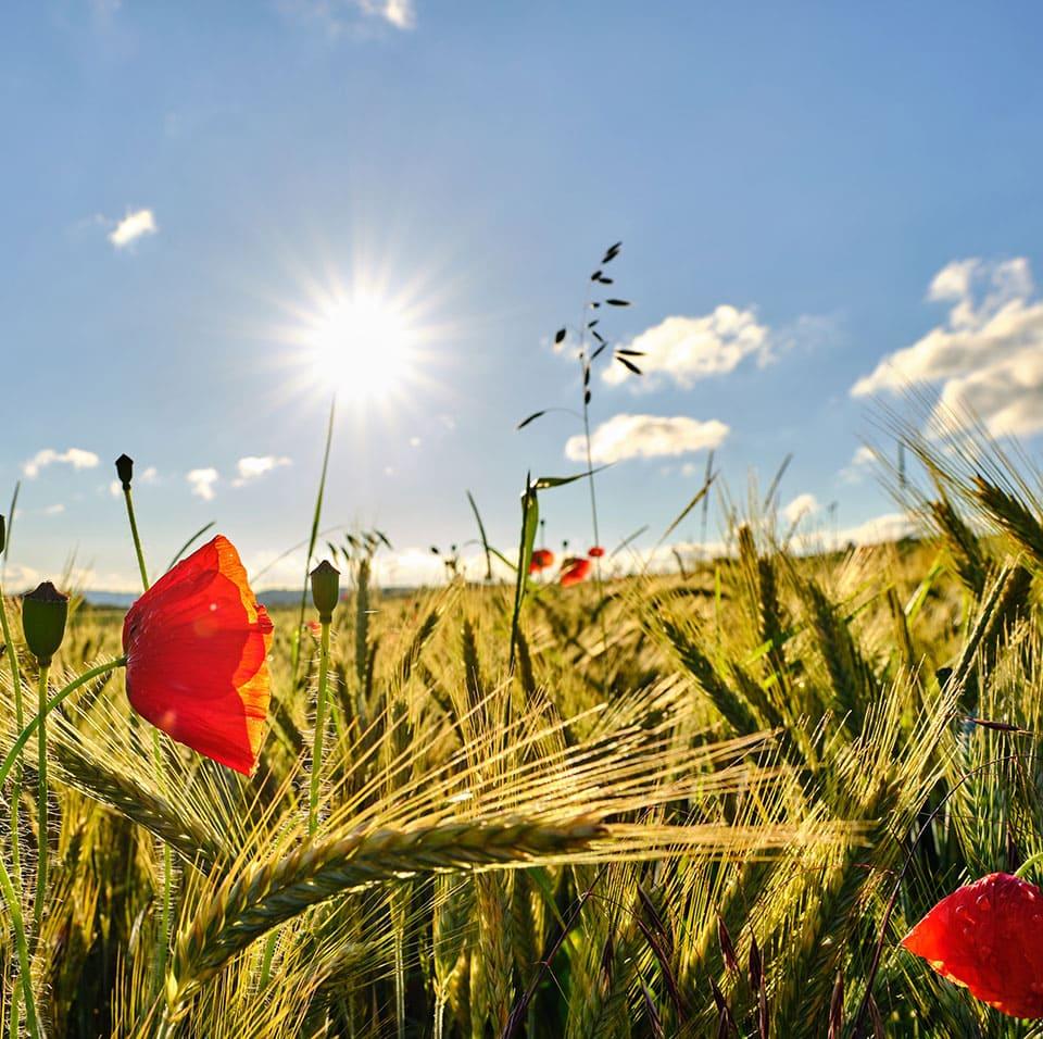 Champ de blé et coquelicots