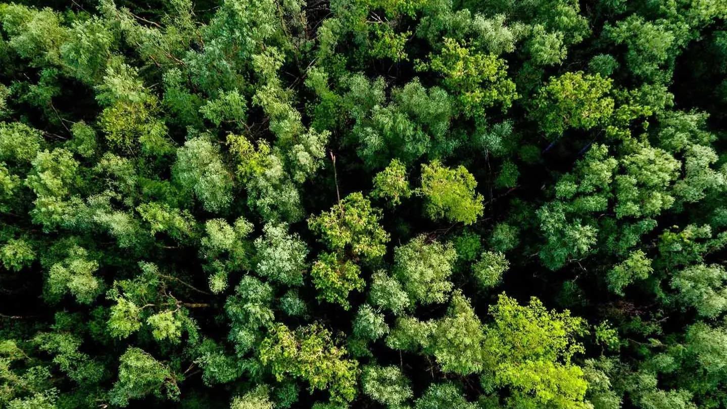 forest