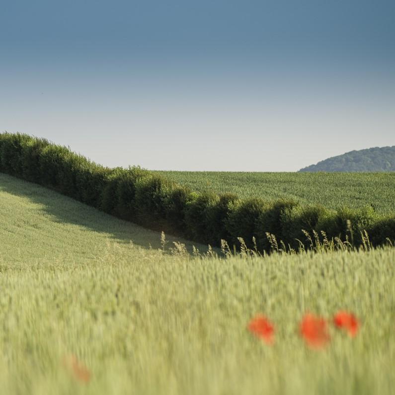 Des champs verdoyants en pente douce, bordés d'une haie.