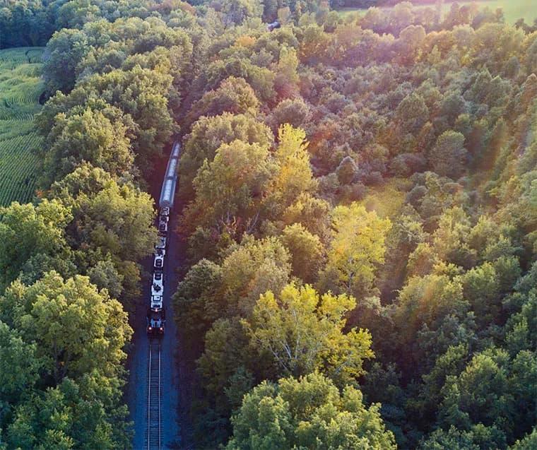 Un train traverse une forêt luxuriante et verdoyante sous un soleil tamisé, entouré d'arbres denses.