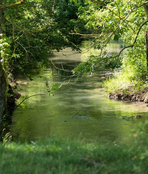  Un ruisseau paisible bordé d'arbres coule doucement à travers une végétation luxuriante.